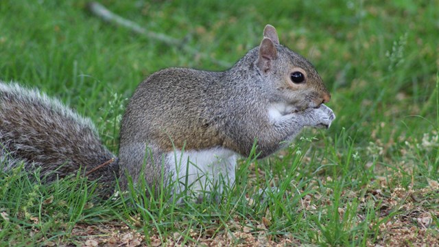 Squirrel on grass