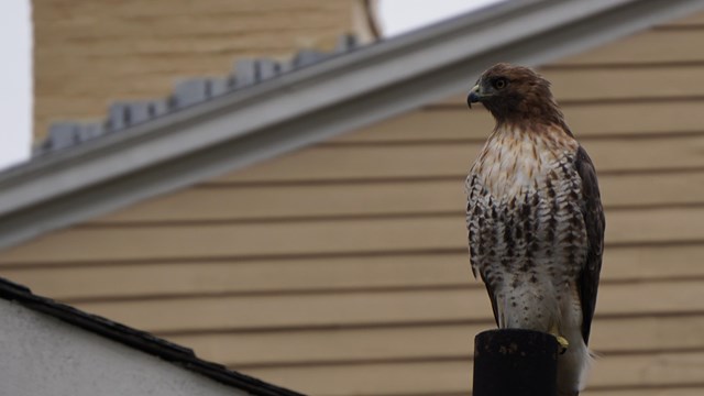 Juvenile red-tailed hawk perched on vent on roof of yellow building