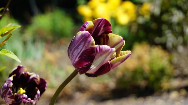 Two open purple tulip blooms