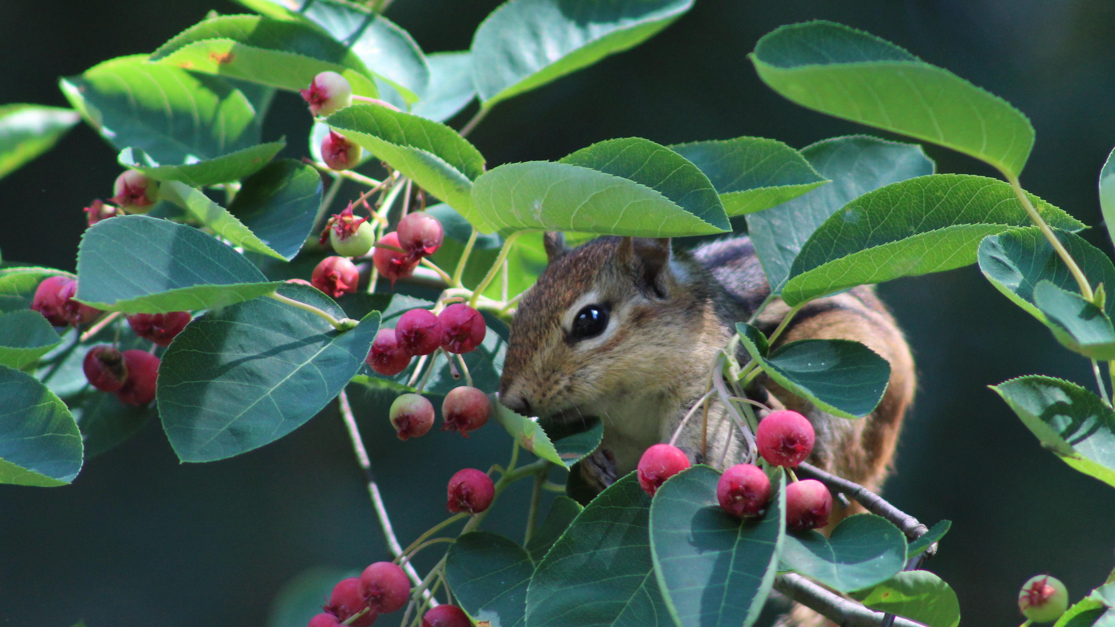 Chipmunk on branch with leaves and red berries