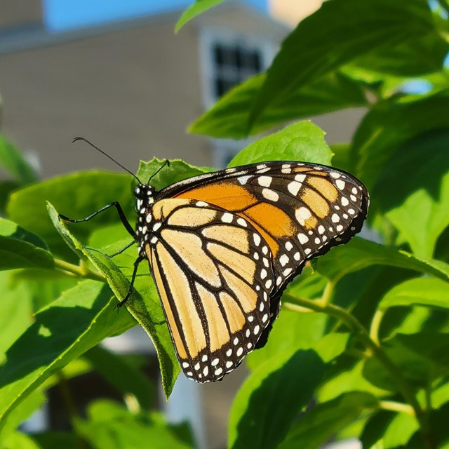 Monarch butterfly on leaves with yellow house in background