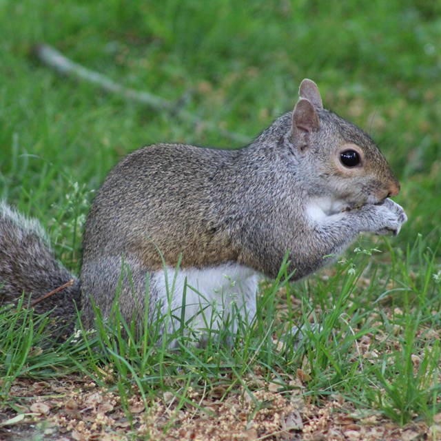 Squirrel on grass
