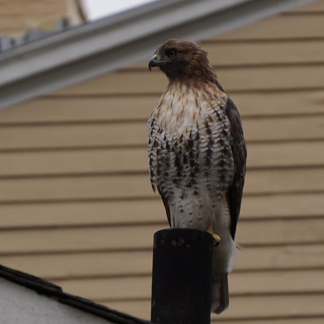 Juvenile red-tailed hawk perched on vent on roof of yellow building