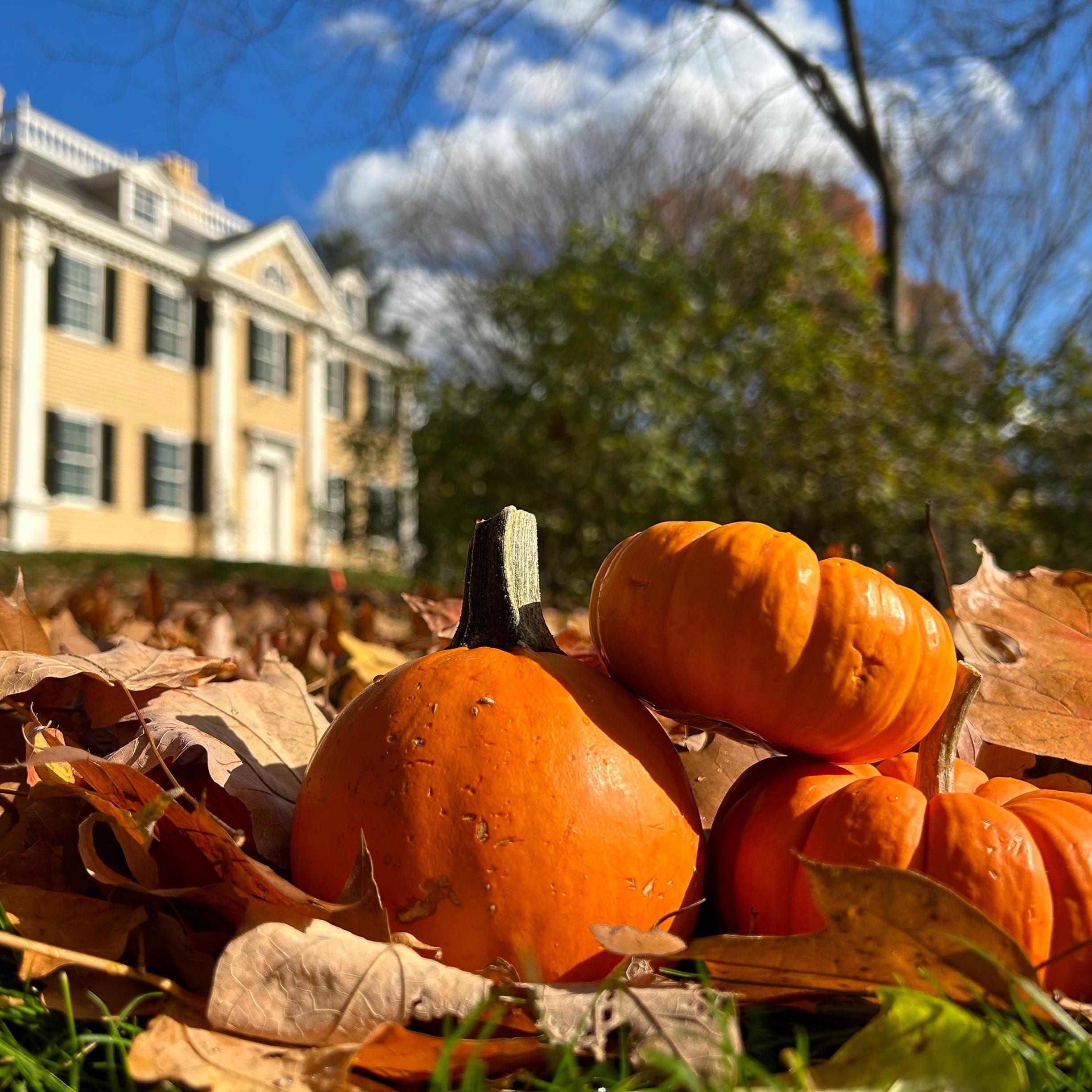 Three small orange pumpkins with large yellow historic house in background