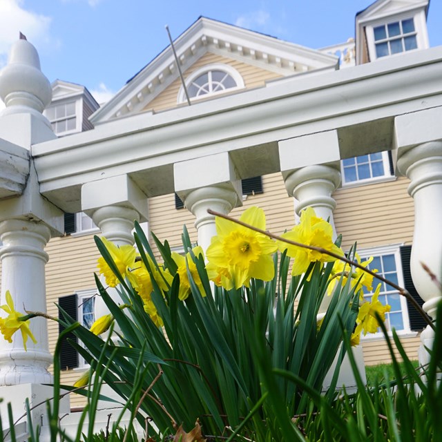 Exterior view of house with daffodils.