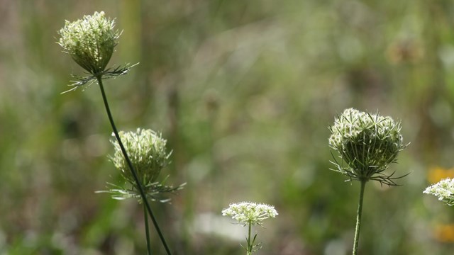 Small white flowers sitting in a field. each stem breaks off into a myriad of little white bulbs