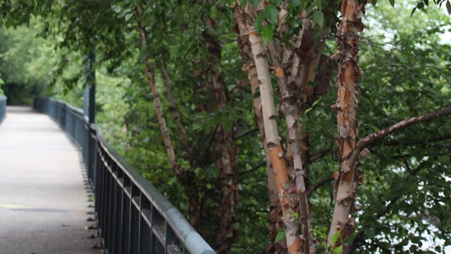 Alongside a walkway river birches grow alongside the Merrimack River