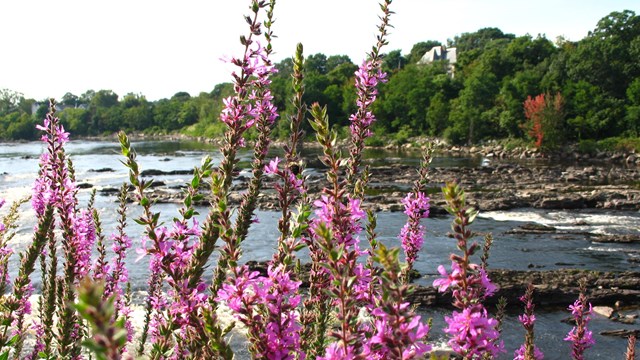 A clump of purple loosestrife with the Merrimack River running in the background