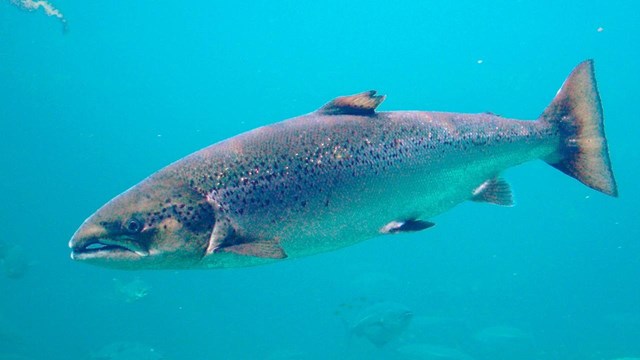an atlantic salmon swimming through crystal blue water