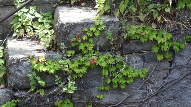 River Birch - Lowell National Historical Park (U.S. National Park Service)