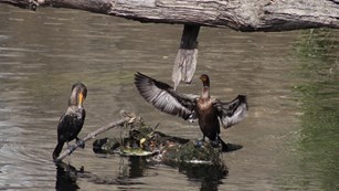 two cormorants, large birds with pouched-bills, sit on a broken tree branch in the Concord River