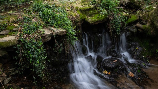 Water flows over small water fall into clear water basin with dark green foliage behind.