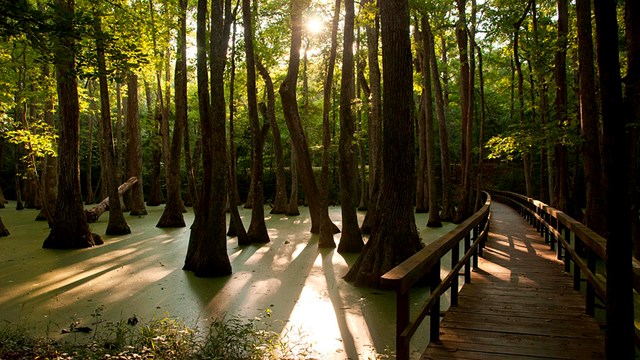 Boardwalk between trees in a cypress swamp. Sun rays filter through the forest and glint off water.