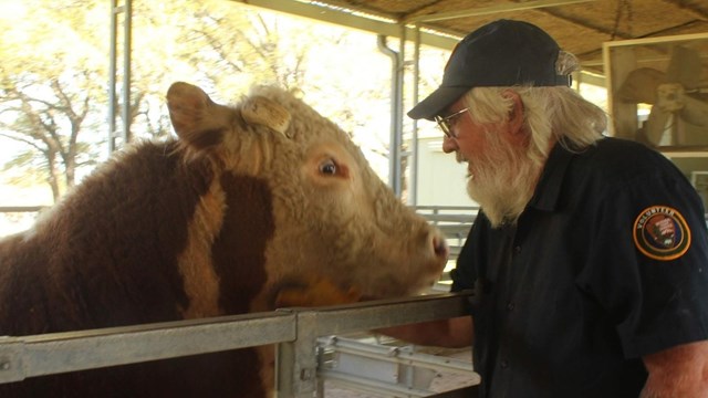 Volunteer with Hereford cow