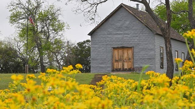 One room schoolhouse in background, yellow flowers in foreground