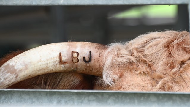 Hereford cattle with the LBJ Ranch brand
