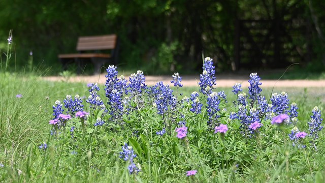 Bluebonnet flowers in green grass. Bench and trail in background