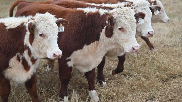 Five young Hereford cattle