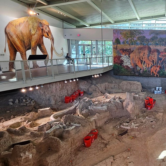 Mammoth dig site
