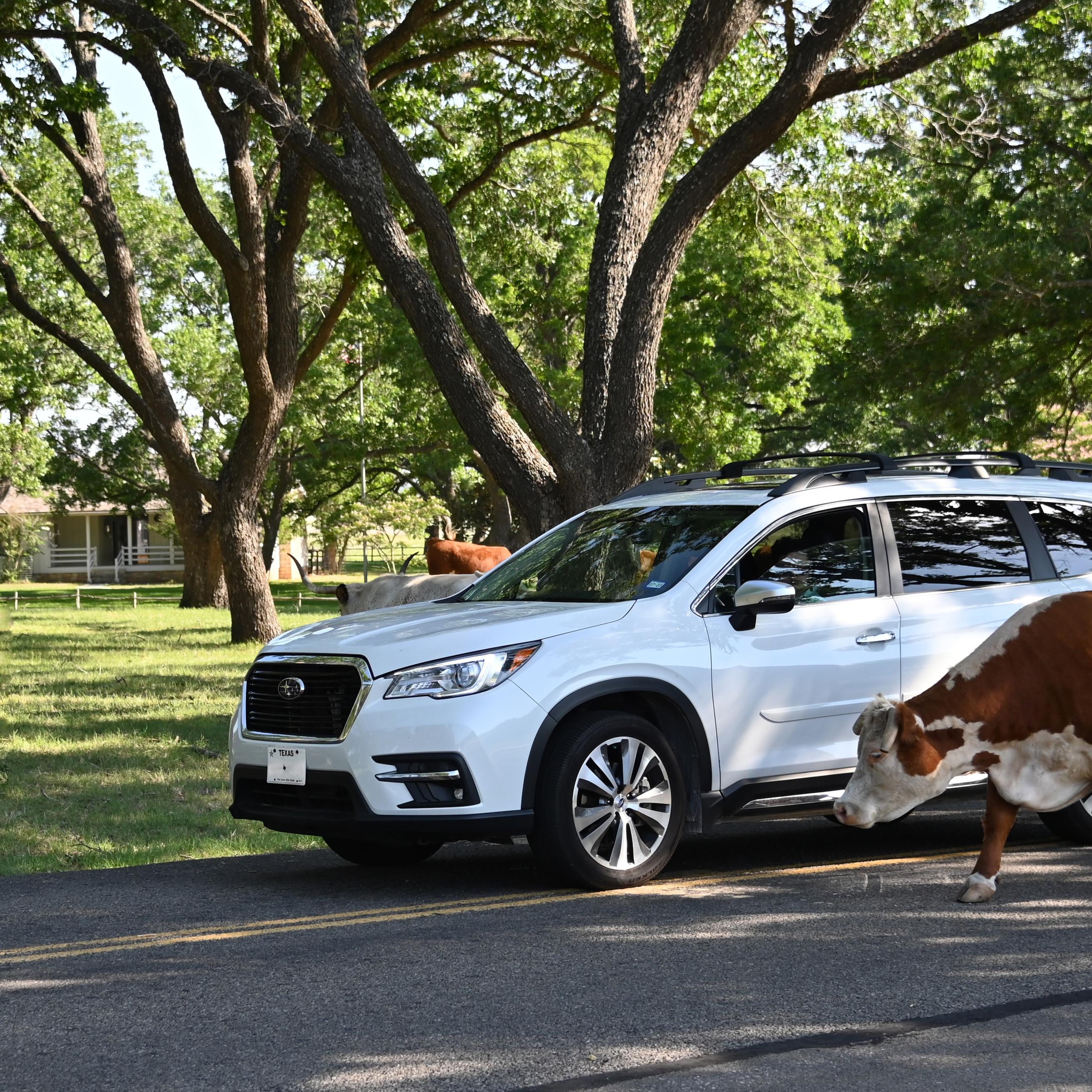 Brown cattle surround a white car in a shady grove. A small. white house is in the distance.