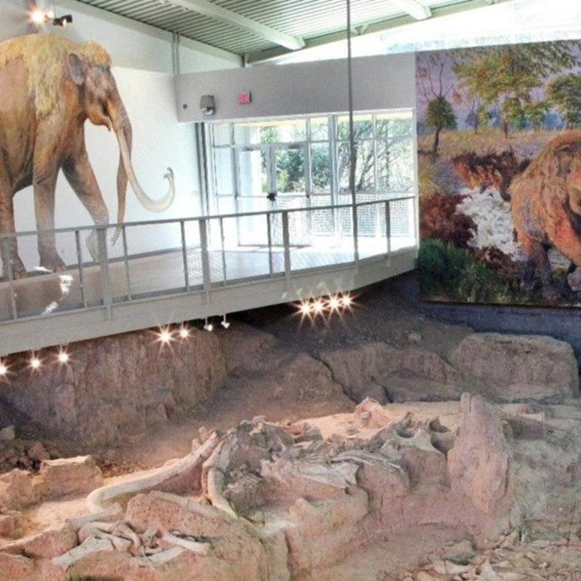 Mammoth dig site