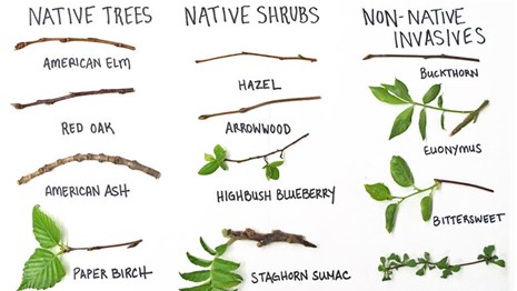 Join us Jan 5 10-1pm for a winter tree identification workshop