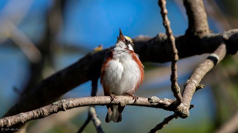 Bird on a tree branch