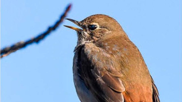 Hermit Thrush with open beak on tree Photo Credit Minder Cheng