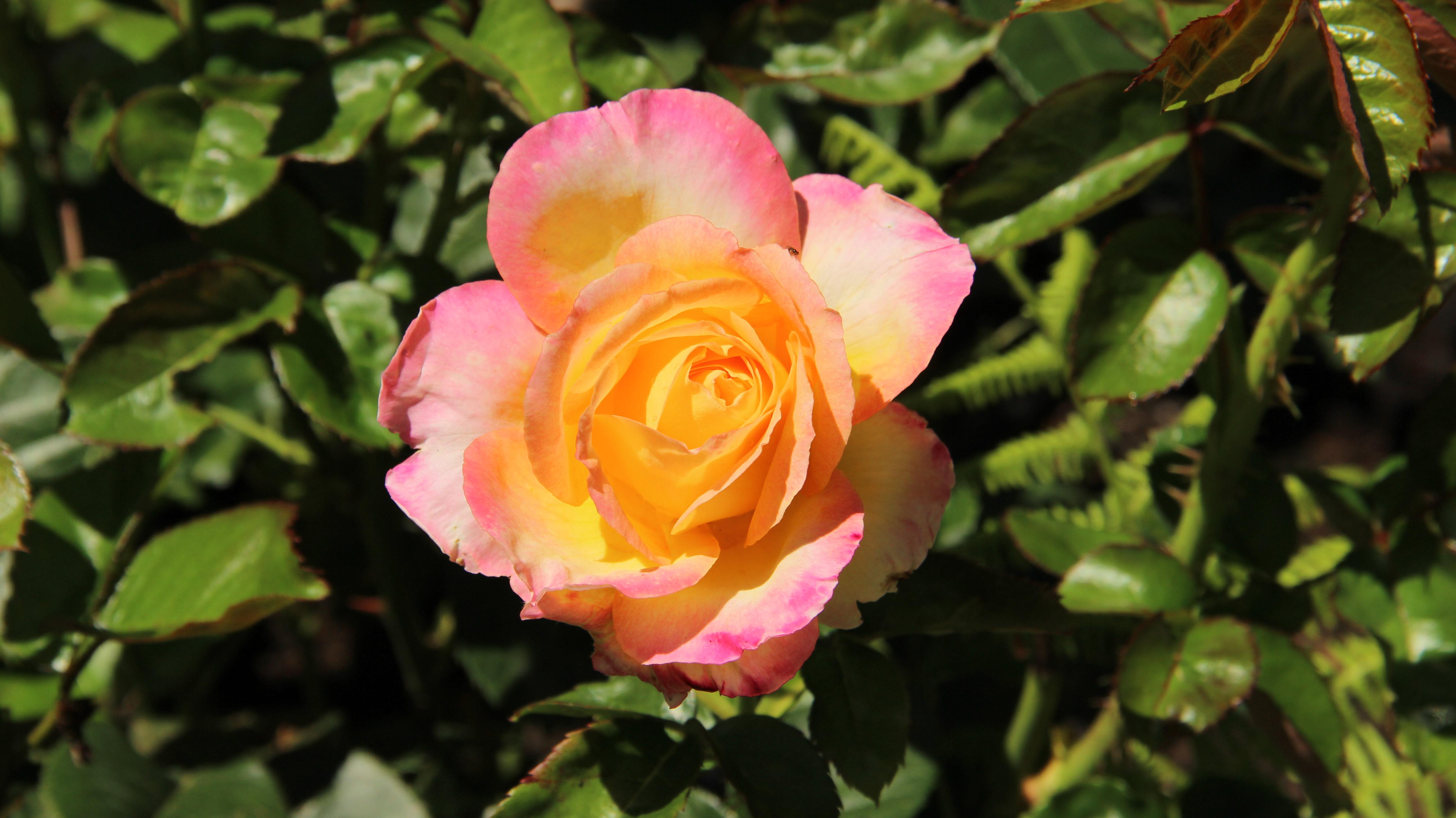 sunset colored rose