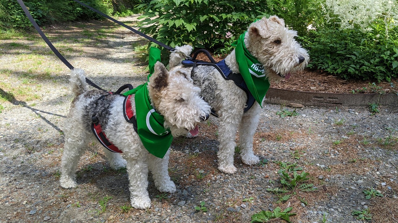 two small dogs with green bandanas outdoors