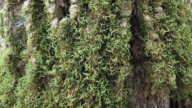 ash tree bark up close