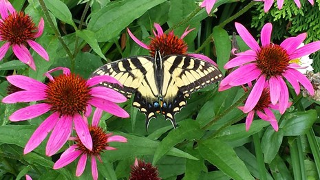 Swallowtail butterly on Cone Flowers