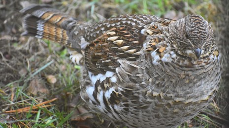Ruffled Grouse in the grass