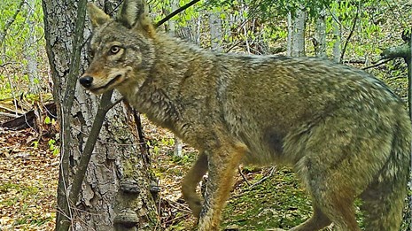 Coyote near a tree on trail camera