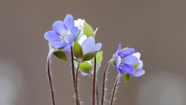 purple flowers growing on a trail