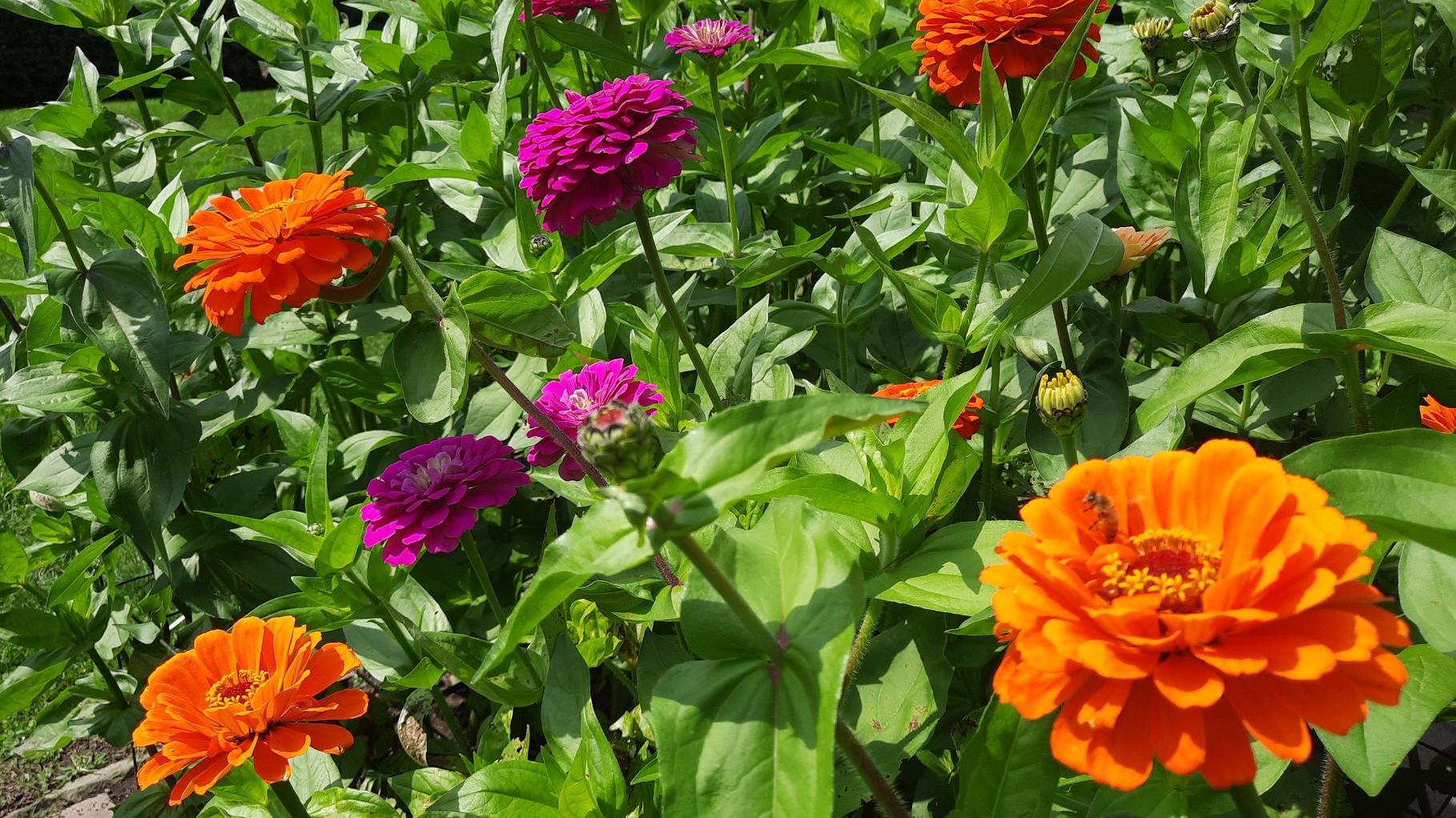 bright flowers