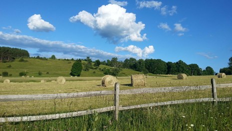 Scenic View of Pasture and Cows