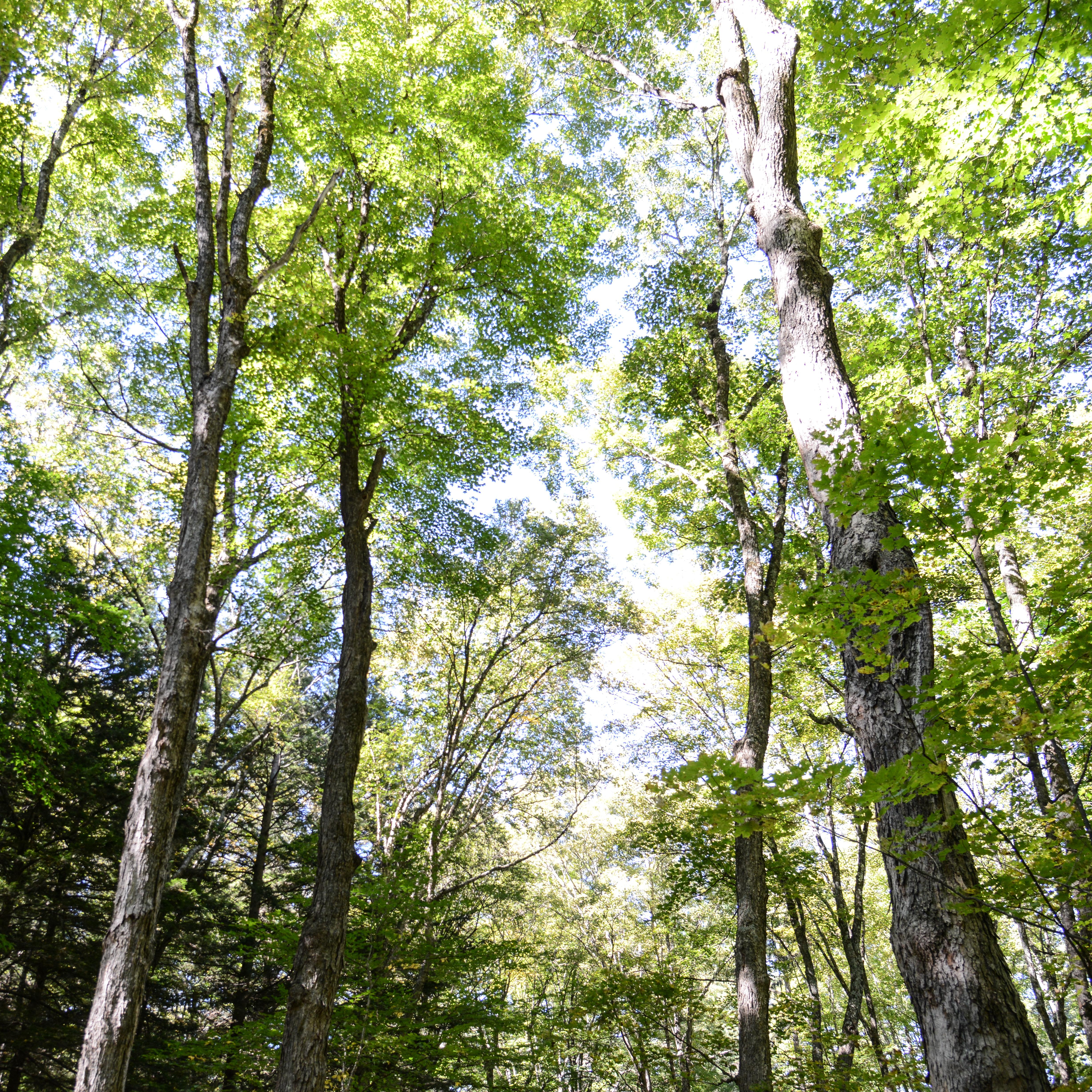 tree canopy from below with sun coming through the leaves