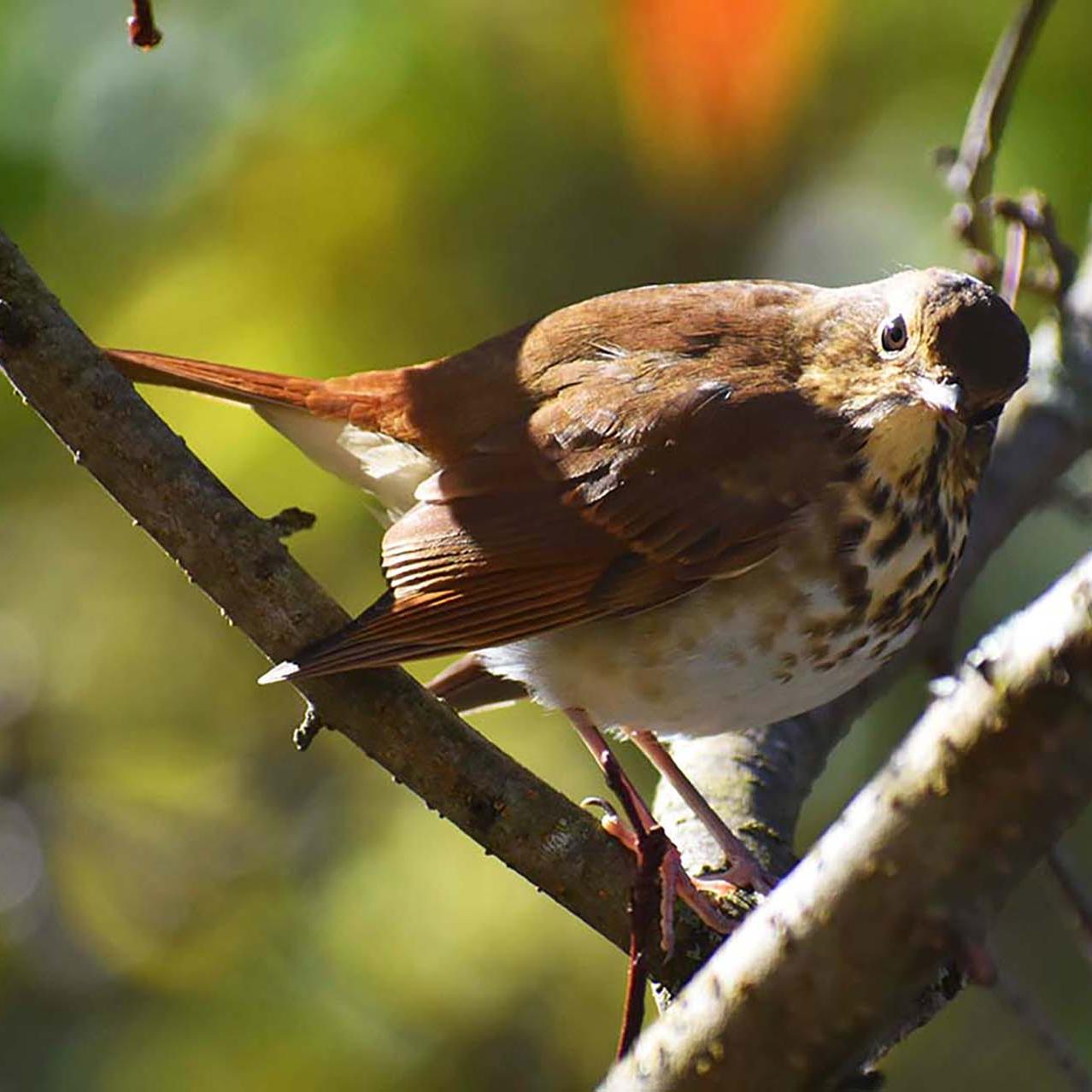 Hermit Thrush in a tree