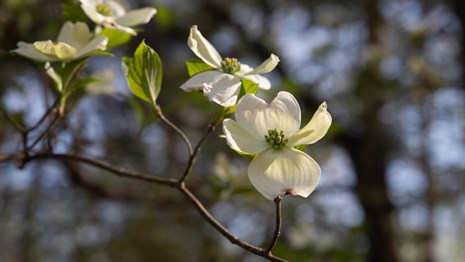 A white dogwood flower on a tree