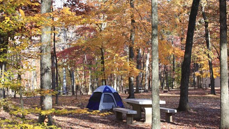 A tent set up in a campground with fall leaves all around. 