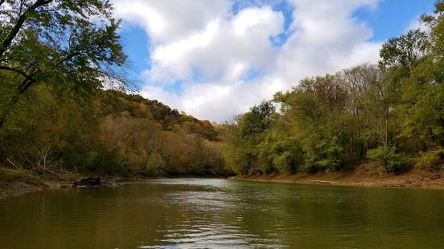 A river with tall trees on the banks.