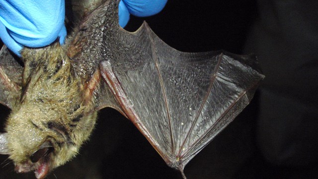 A bat with an outstretched wing being held.