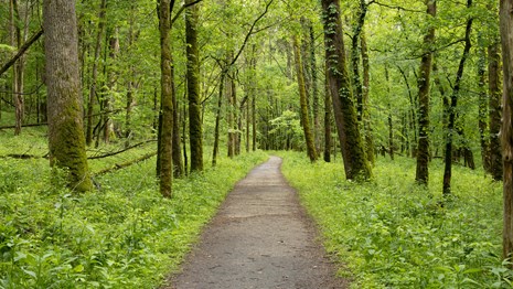 A hiking trail leading into the forest