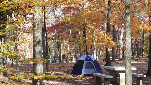 A tent surrounded by autumn foliage.