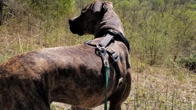 Dog in a harness.