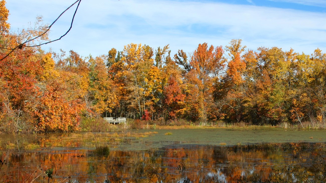 A small pond surrounded by trees with bright fall leaves. 