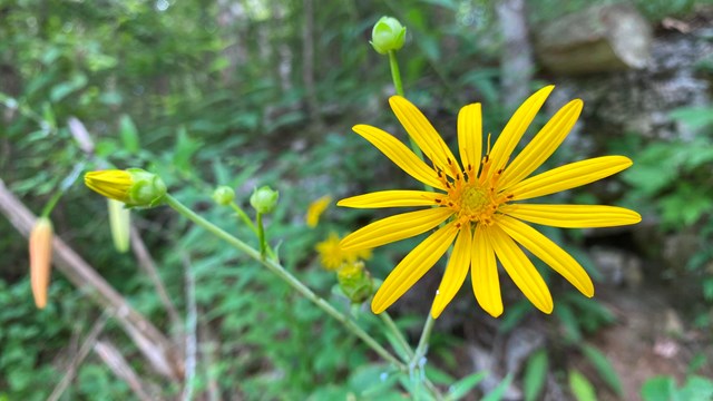 A yellow flower