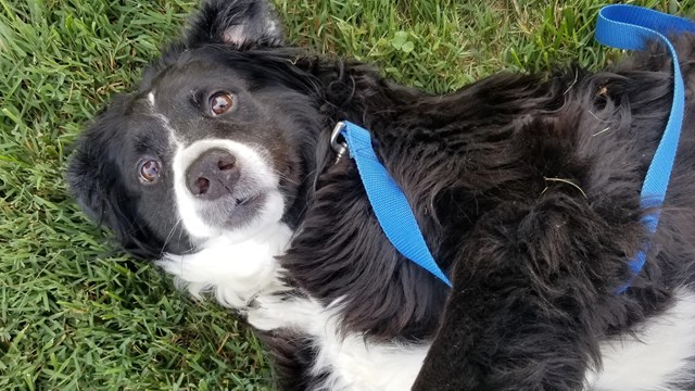 Dog rolling around in the lush grass.