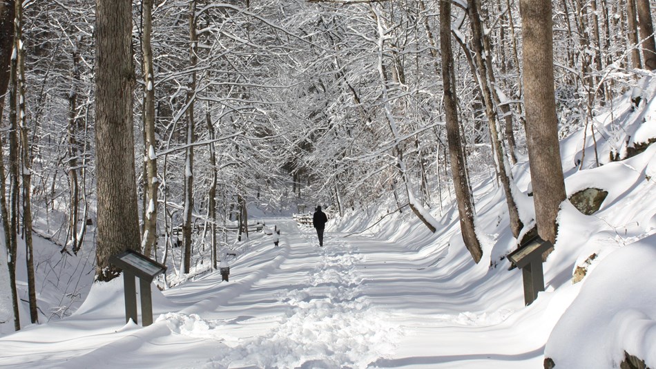 A lone hiker walks a snow-covered path through the forest. 